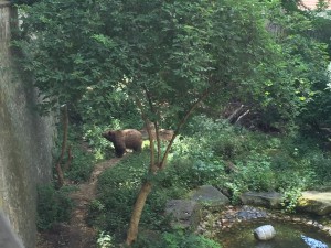 En ekte, levende brunbjørn i vollgraven                   